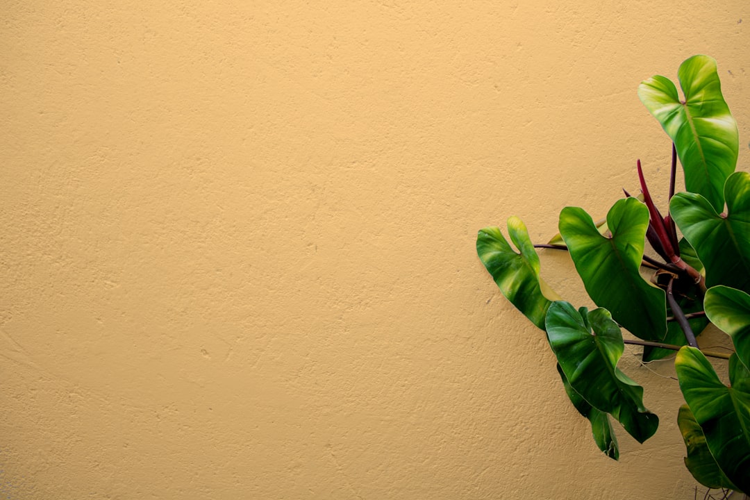 Exterior wall paint on a building
